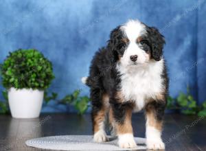 tri-colored mini bernedoodle near Chicago Illinois