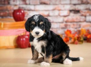 tri-colored male standard bernedoodle near Chicago Illinois