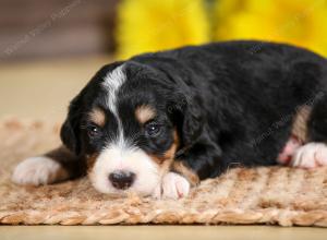 tri-colored male standard bernedoodle near Chicago Illinois