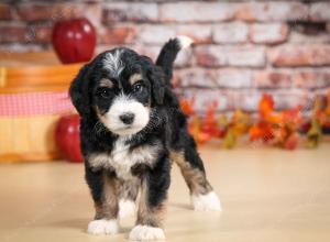 tri-colored male standard bernedoodle near Chicago Illinois