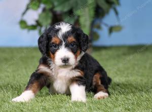 F1 mini bernedoodle near Chicago Illinois