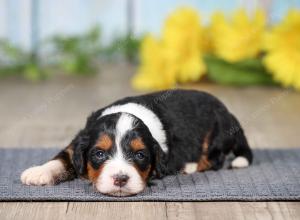 F1 mini bernedoodle near Chicago Illinois