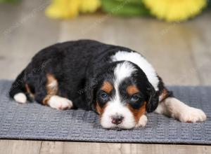 F1 mini bernedoodle near Chicago Illinois