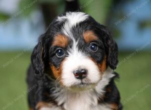 F1 mini bernedoodle near Chicago Illinois