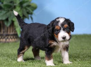 F1 mini bernedoodle near Chicago Illinois