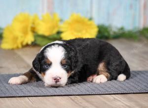 F1 mini bernedoodle near Chicago Illinois