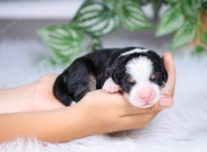 F1 mini bernedoodle near Chicago Illinois