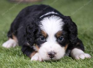 F1 mini bernedoodle near Chicago Illinois