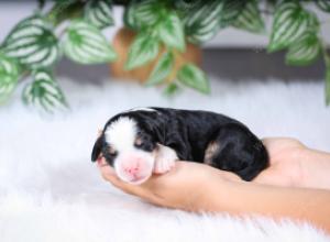 F1 mini bernedoodle near Chicago Illinois