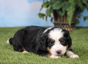 F1 mini bernedoodle near Chicago Illinois