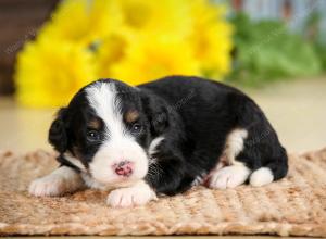 tri-colored male standard bernedoodle near Chicago Illinois