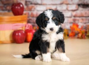 tri-colored male standard bernedoodle near Chicago Illinois