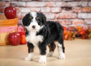 tri-colored male standard bernedoodle near Chicago Illinois