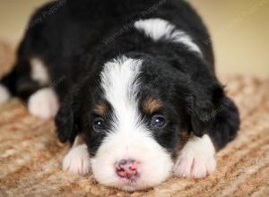 tri-colored male standard bernedoodle near Chicago Illinois