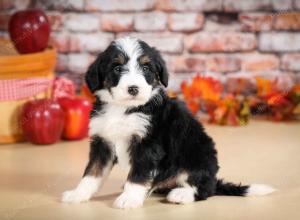 tri-colored male standard bernedoodle near Chicago Illinois