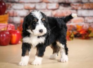 tri-colored male standard bernedoodle near Chicago Illinois