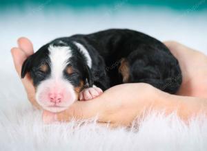 tri-colored female standard bernedoodle near Chicago Illinois