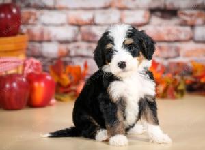 tri-colored female standard bernedoodle near Chicago Illinois