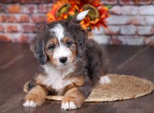 F1 mini bernedoodle near Chicago Illinois