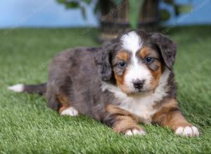 F1 mini bernedoodle near Chicago Illinois