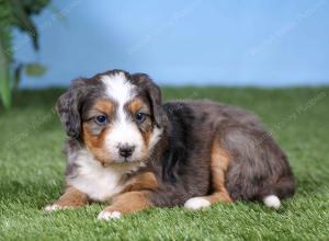 F1 mini bernedoodle near Chicago Illinois