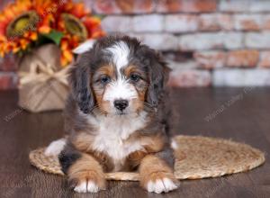 F1 mini bernedoodle near Chicago Illinois