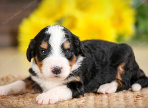 tri-colored male standard bernedoodle near Chicago Illinois