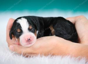 tri-colored male standard bernedoodle near Chicago Illinois