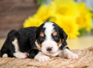 tri-colored male standard bernedoodle near Chicago Illinois