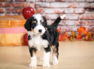 tri-colored male standard bernedoodle near Chicago Illinois