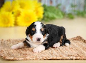 tri-colored male standard bernedoodle near Chicago Illinois