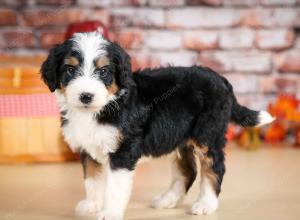 tri-colored male standard bernedoodle near Chicago Illinois