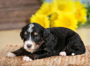 tri-colored male standard bernedoodle near Chicago Illinois