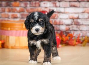 tri-colored male standard bernedoodle near Chicago Illinois