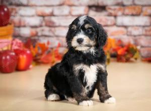 tri-colored male standard bernedoodle near Chicago Illinois