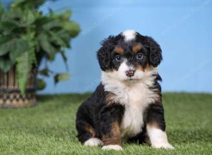 F1 mini bernedoodle near Chicago Illinois