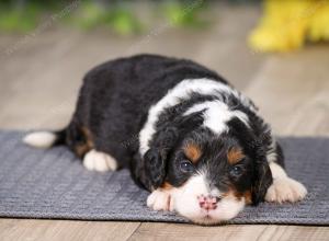 F1 mini bernedoodle near Chicago Illinois