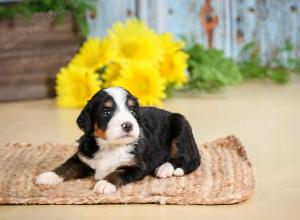 tri-colored female standard bernedoodle near Chicago Illinois