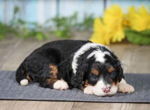 F1 mini bernedoodle near Chicago Illinois