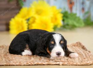 tri-colored female standard bernedoodle near Chicago Illinois