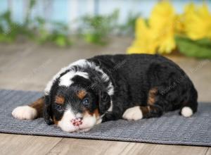 F1 mini bernedoodle near Chicago Illinois