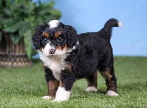 F1 mini bernedoodle near Chicago Illinois