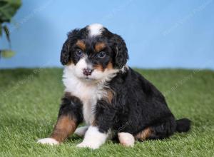 F1 mini bernedoodle near Chicago Illinois