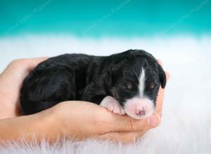 tri-colored male standard bernedoodle near Chicago Illinois