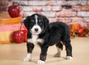 tri-colored male standard bernedoodle near Chicago Illinois