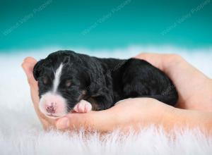 tri-colored male standard bernedoodle near Chicago Illinois