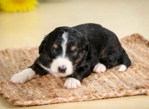 tri-colored male standard bernedoodle near Chicago Illinois