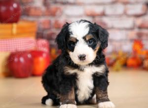 F1 mini bernedoodle near Chicago Illinois