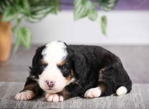 F1 mini bernedoodle near Chicago Illinois