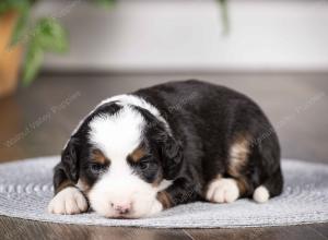 tri-colored mini bernedoodle near Chicago Illinois